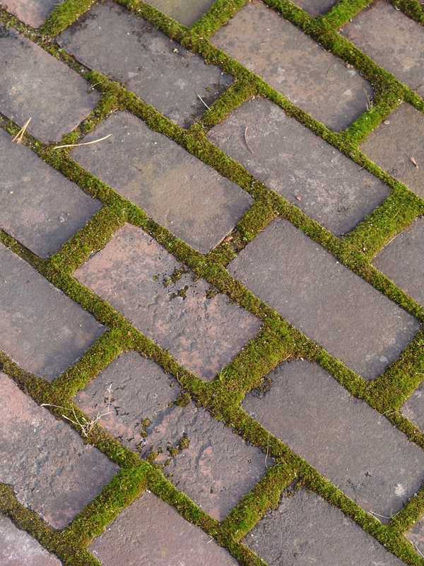 Ceratodon purpureus growing between bricks.