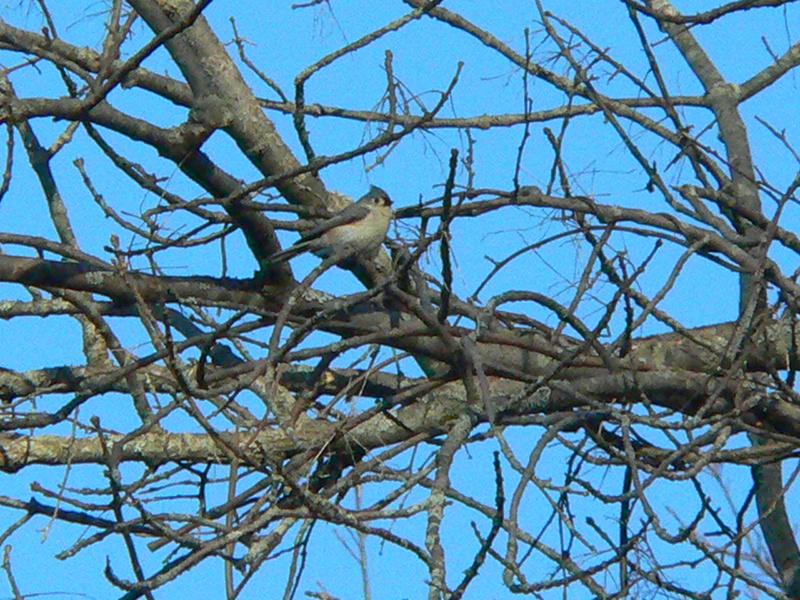A tufted titmouse lingers just long enough to be photographed during a recent morning bird walk at Gilsland Farm in Falmouth.
