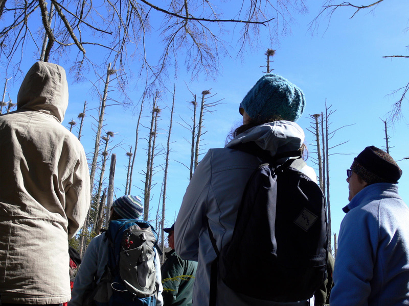 A walk led by the Lakes Environmental Association in Bridgton last week went to what is likely the largest inland heron rookery in Cumberland County.