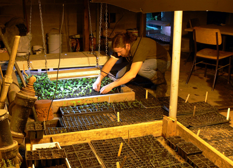 Michial Russell, St. Joseph’s College farm manager, attends to young herbs and vegetables last week under grow lights in the basement of the college’s marketing office.