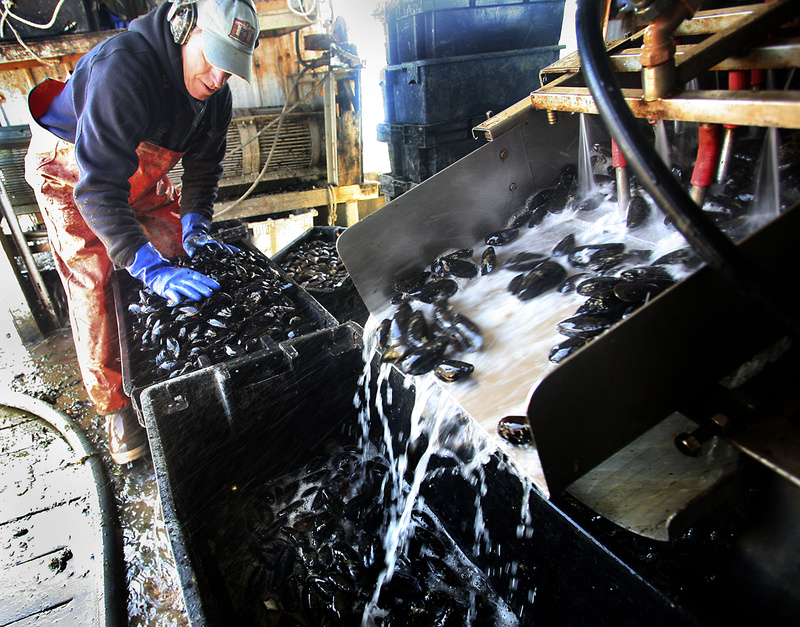 Toleff Olson packs washed mussels at Bangs Island Mussels off Clapboard Island on Wednesday. The floating farm – including an array of “little tips” from Olson, who started the farm 10 years ago – is on the market; asking price, $275,000.