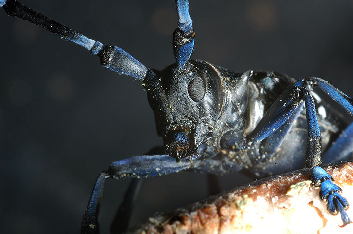 The Asian longhorned beetle, a voracious tree-eater, is the subject of a documentary film being screened on April 30 at Chewonki.