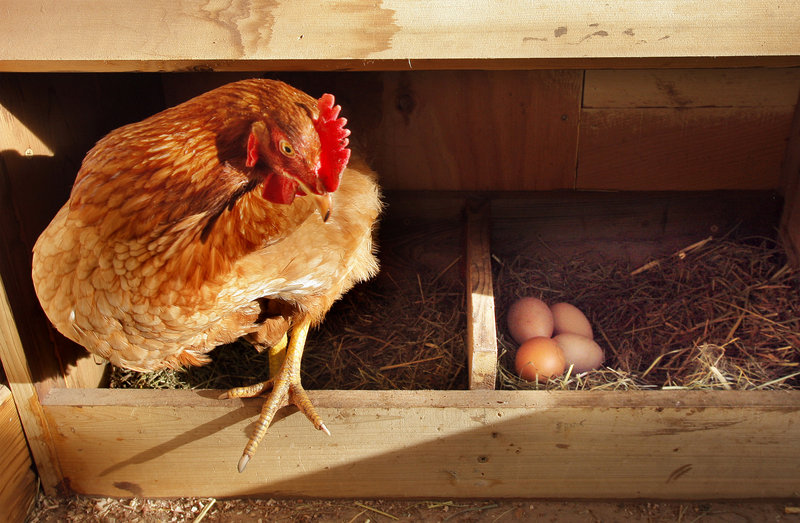 A hen climbs out of a nesting box in a backyard coop in South Portland. Participants in this weekend’s Local & Sustainable Food Conference – whose theme is building urban-rural alliances – will have a chance to learn about raising poultry at home.