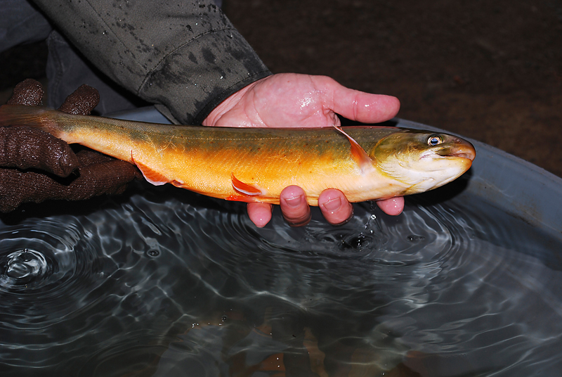 A wild Arctic char caught in 2007 is seen at Mountain Springs Trout Farm in Fort Kent, where the wild char reproduced this winter. The species will be returned to Big Reed Pond in 2011.