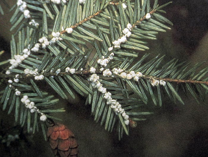 Eggs of the Hemlock woolly adelgid.