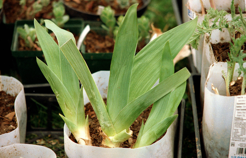 Plants are prepared for customers at the annual Bowdoinham Library Plant Sale. This year’s sale is planned for 9 a.m. to 3p.m. Saturday at the Town Hall, 13 School St., Bowdoinham.