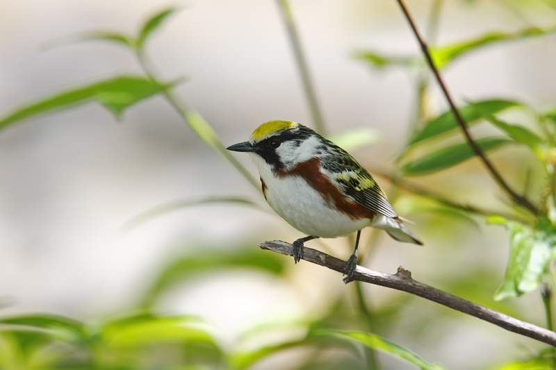Chestnut-sided warbler