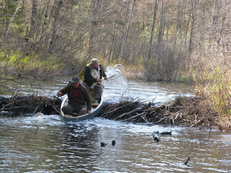 Rob Wood, in the stern, and Evan Haynes power over a beaver dam on the Royal River in New Gloucester.