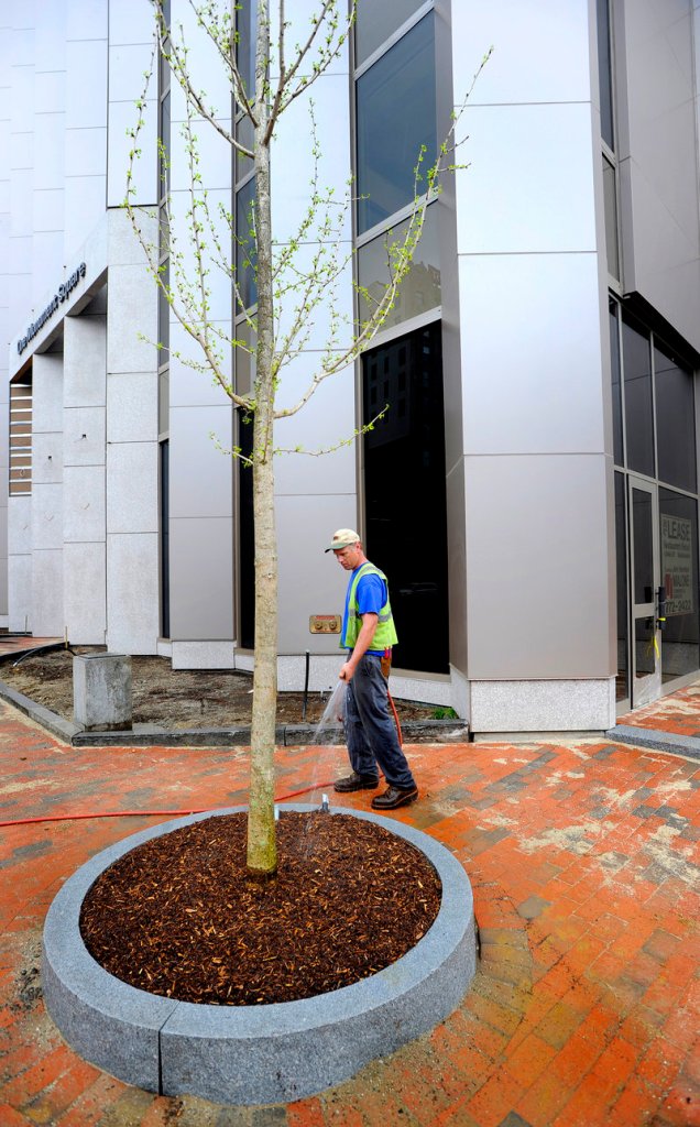 Public services worker Jay Ash-Cuthbert waters a tree planted in front of the One Monument Square building Thursday morning. Fifteen planter wells are being installed in the square off Congress Street to hold hackberry trees, which produce a small fruit resembling a cherry.