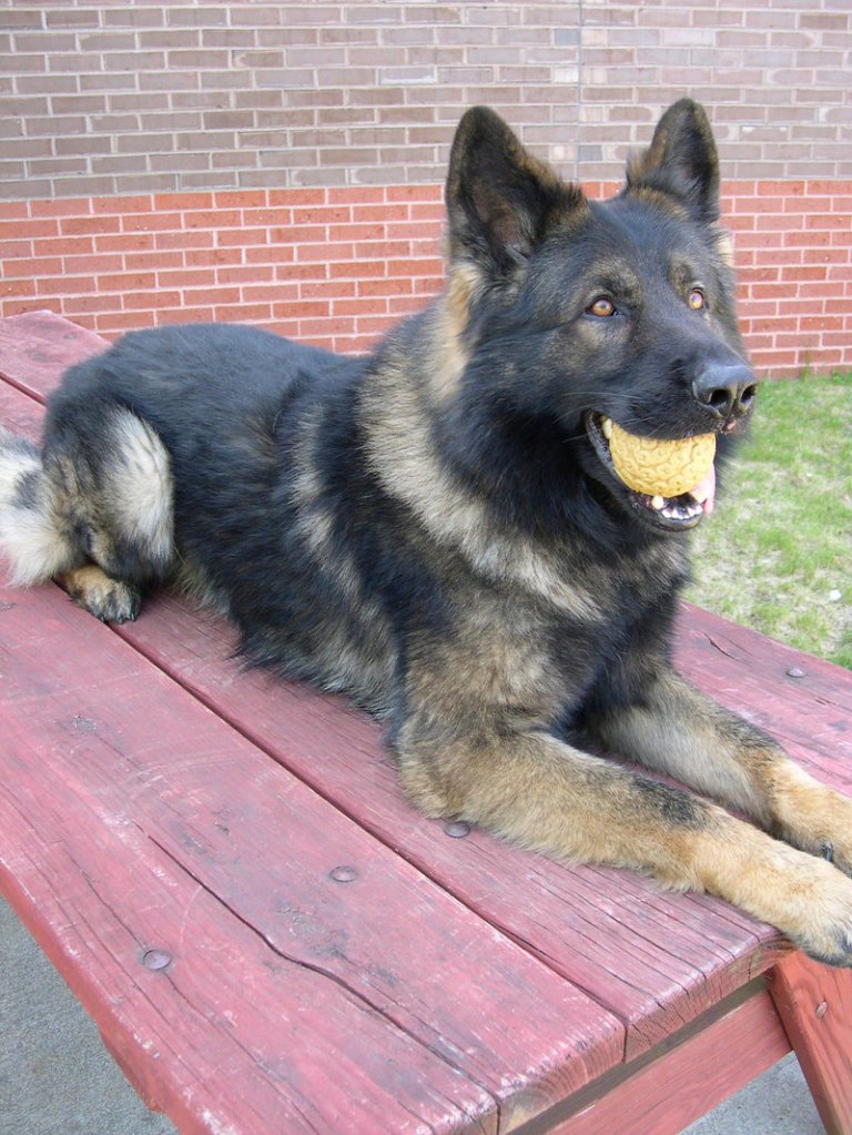 Kona, a 3-year-old German shepherd, came to the U.S. from Germany. The dog will be trained in narcotics, patrol and community outreach.