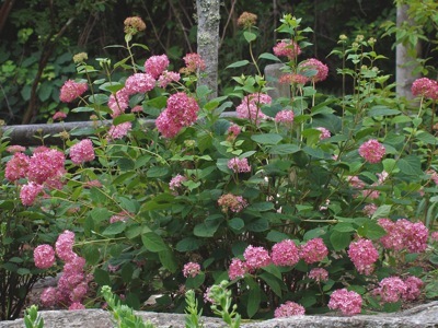 Pink Annabelle hydrangea