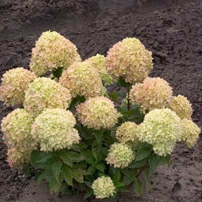 Little Lime hydrangea