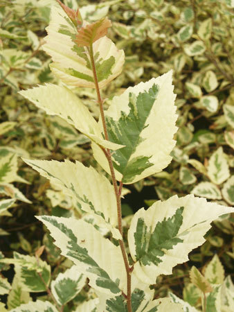 'Shiloh Splash,’ a variegated river birch, stands out in a landscape.