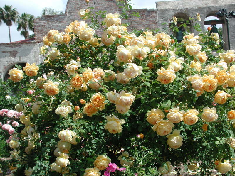 A David Austin rose called Golden Celebration