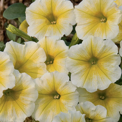 Supertunia Citrus