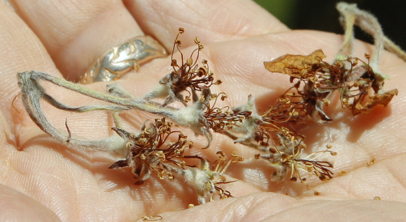 Wilted apple blossoms are typical of the frost damage incurred in early May. Growers at first thought the frost would not be harmful, but early apples and blossoms are now succumbing.