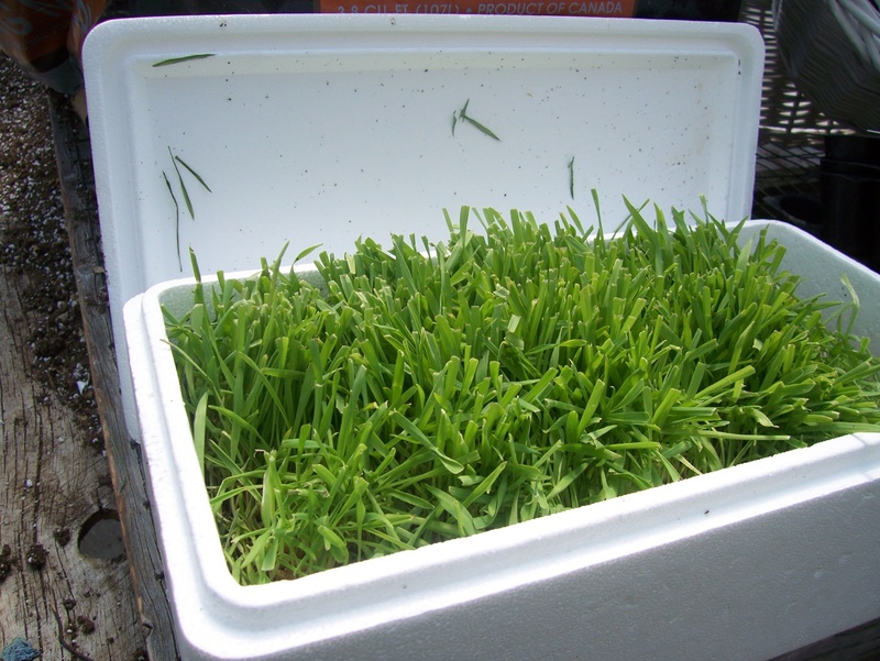 The aphids at Joe Viscone’s greenhouse in Scarborough are brought in on barley plants.