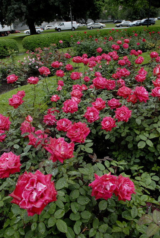 Roses are in full bloom at the Karl Switzer Rose Circle at Deering Oaks recently. City officials are hoping a partnership with community organizations might provide volunteer gardening services, as well as docents who would conduct tours for the public.