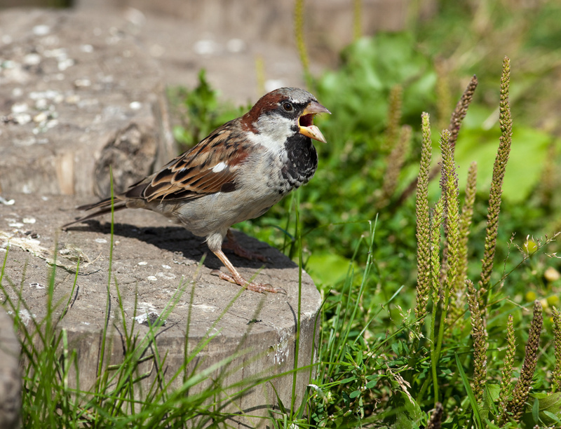 A house sparrow that nests in a massive osprey nest like the one below takes advantage of the larger bird’s aggressiveness to protect its eggs and its young. Other birds benefit from similar nesting associations.