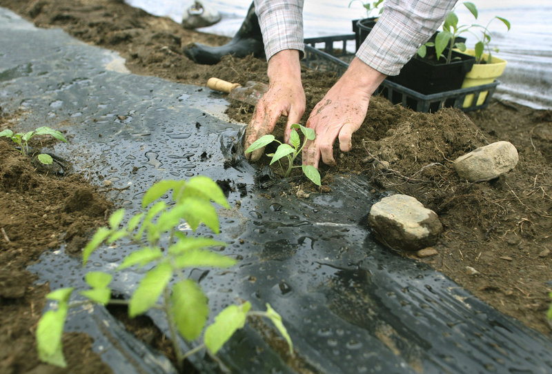 Julia Davis and Andy McLeod are growing virtually all of the food that will be served at their Sept. 25 wedding.