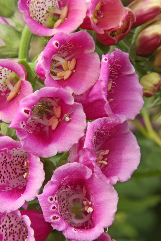 Foxglove