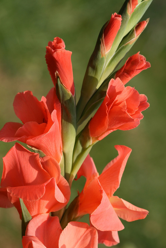 Gladiolus