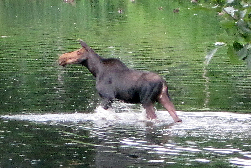 A moose walks through Deering Oaks Pond in Portland today. Portland Police, a state biologist and members of the Maine Wardens Service are currently monitoring the moose's travels through Evergreen Cemetery. Photo is courtesy of Michael Smarc.