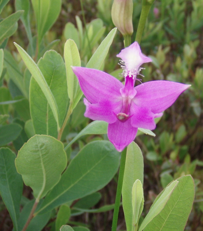 Nature walkers can expect to see orchids like this one during a guided introduction to Holt Pond’s orchids on Wednesday. The walk is being organized by the Lakes Environmental Association.