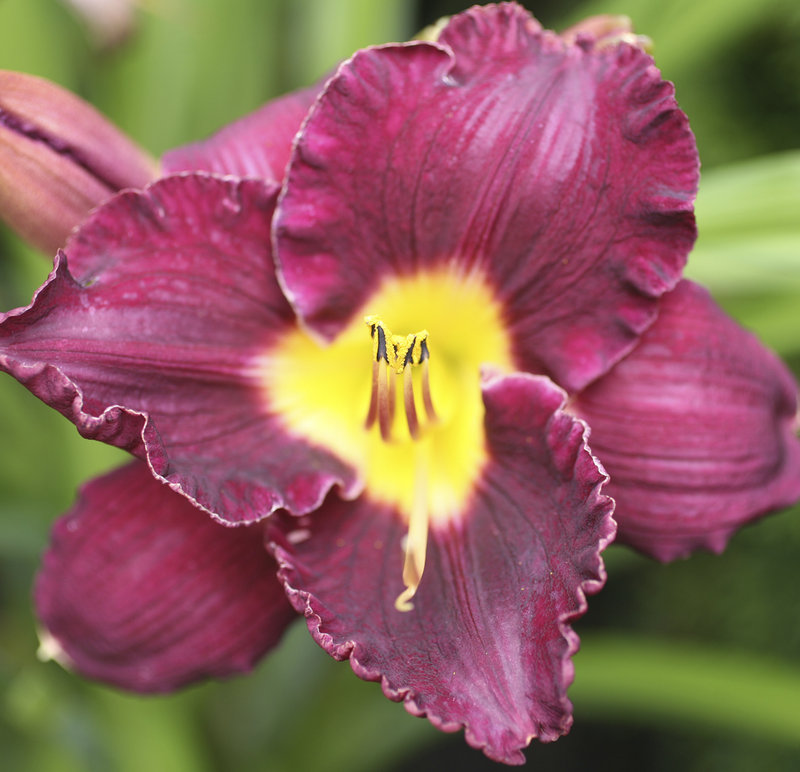 A day lily in the garden at 10 Munjoy St. in Portland.