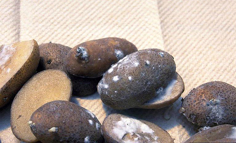 Potatoes may develop a cottony, white mold growth.