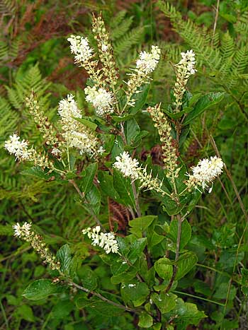 In bloom, Clethra alnifolia has an intoxicatingly lovely fragrance.