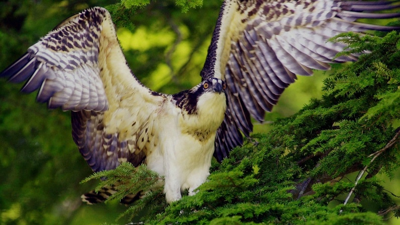 A juvenile osprey tests its wings in West Bath. A committee of the American Ornithologists’ Union decided to classify ospreys in a separate family from New World hawks, kites and eagles.