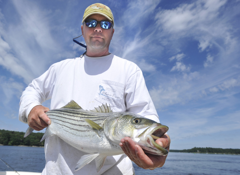 Fishing boat captain George Harris shows a 30-inch striped bass caught while fishing on the Kennebec River near Bath. Harris says that in the past couple of years it’s rare to see a striper under 20 inches long, which is raising concerns about the future of the fishery.