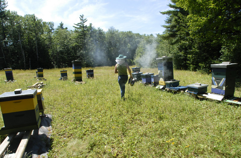 Erin Forbes uses smoke to calm her bees when opening hives.