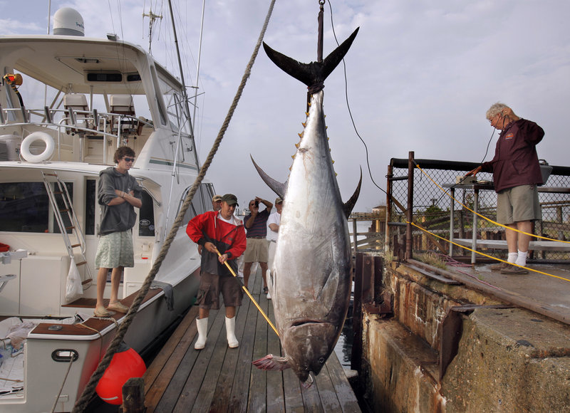 Chuck Horton, right, weighs a tuna brought in by the crew of the Pacifier on Thursday evening to Spring Point Marina in South Portland. The tuna weighed in at 684 pounds and is the largest catch brought in so far in the three-day 13th Annual Sturdivant Island Tuna Tournament. The angler who caught the tuna is Tyler McLaughlin, at left.