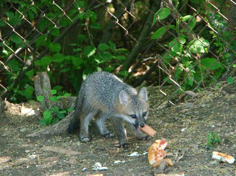 A fox visits the gathering spot.