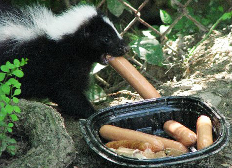 A skunk joins the party.