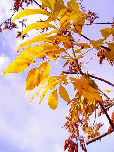 BLACK ASH: Yellow color. Considered average for when its leaves turn – not early, not late. Found along waterways, especially brooks and streams. GREEN ASH: Leaves turn yellow. Turns color somewhere in the middle of the fall season. Found all over the state. MOUNTAIN ASH: Turns yellow with orange berries; usually turns around the middle of the season. Mostly an ornamental tree planted as part of landscaping, so it can be found along roads and in neighborhoods.