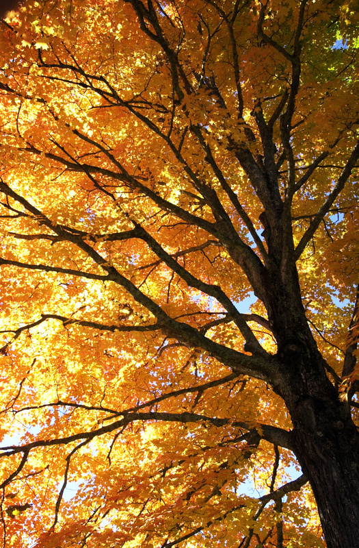 A maple tree shows off its glowing fall colors on the Post Road in Bowdoinham. Foliage Jack Milton