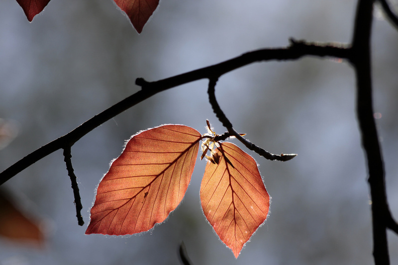 BEECH: Mostly yellow color. Hits peak color when most other trees in an area hit peak. Found mostly in the mountains or hilly areas.