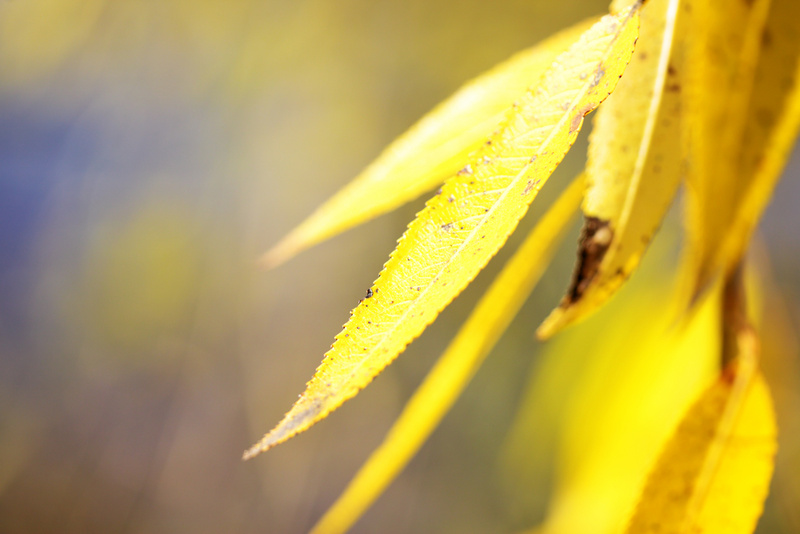 WILLOW: Tiny leaves turn yellow, with foliage coming around the same time as most trees are turning. Found on the edges of rivers and brooks.