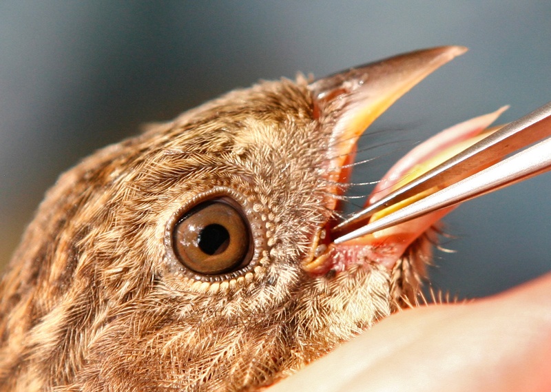 A bird bander removes a deer tick from the mouth of a towhee for research on Lyme disease last August at the Wells Reserve at Laudholm.