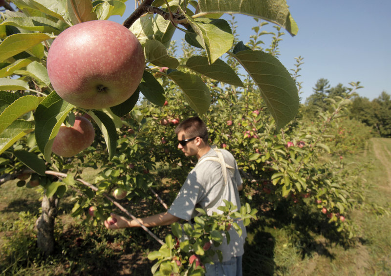 Blair Edwards makes a pick at McDougal Orchards.