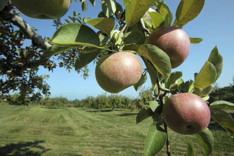 McIntosh apples hang from a tree at McDougal Orchards in Springvale. "We're picking Macs now that look like the middle of September McIntosh," said owner Ellen McAdam.