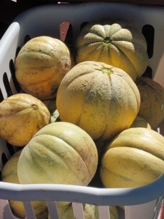 More produce from Yarmouth Community Garden, pictured Sept. 11.