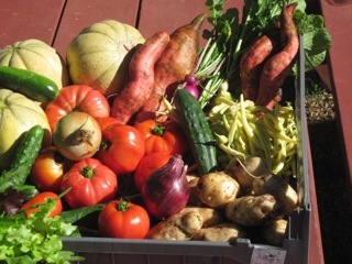 Some of the bounty from the Yarmouth Community Garden, pictured Sept. 11, the day the garden hit the season’s 3,000-pound harvest mark.