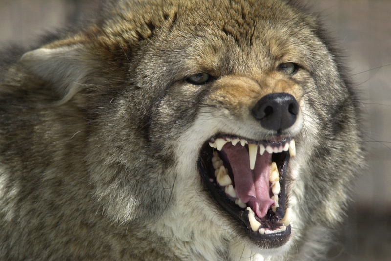 A male eastern coyote snarls in its pen at the A.E. Howell Wildlife Conservation Center in Amity. In northern and eastern Maine, coyote predation is above the level that deer populations can withstand and remain healthy. But they also have a beneficial role.