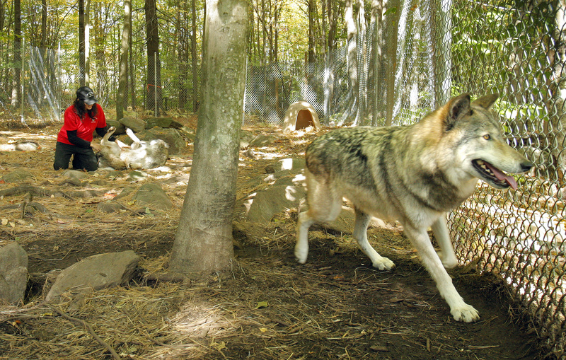 Lomasi runs through her pen while Danielle Adams pets Anoki at the Runs With Wolves Sanctuary in Limington. Adams is a board member with the sanctuary.
