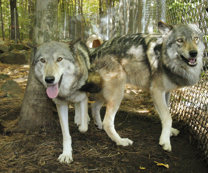 Lomasi, left, and Anoki walk in their pen.