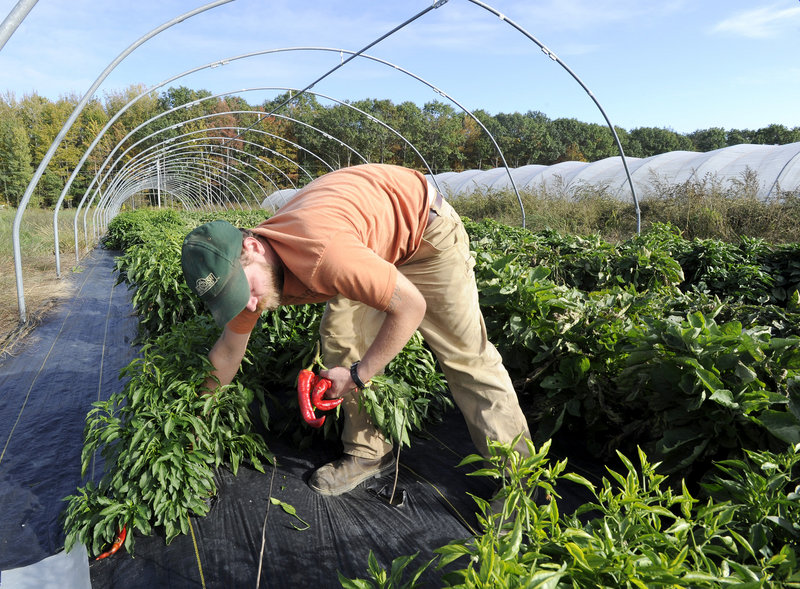 At Fishbowl Farm in Bowdoinham, Chris Cavendish gathers Jimmy Nardello sweet peppers. The rare heirloom pepper originated in Italy, and its seeds were brought to America by Nardello in 1887. It is among the vegetables that will be featured at Sunday s American Harvest Picnic in Wiscasset.